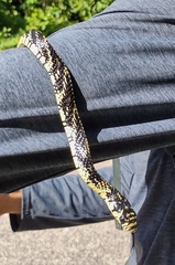 Spilotes pullatus