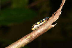 Proconiini