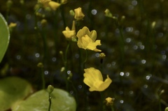 Utricularia gibba