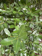 Calophyllum