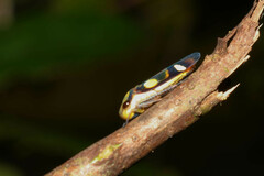 Proconiini