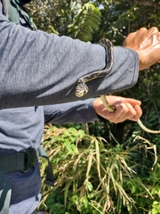 Spilotes pullatus