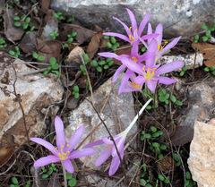 Colchicum stevenii