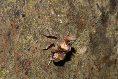 Fulgoridae
