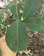 Phyllostylon brasiliense