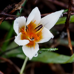 Crocus hyemalis
