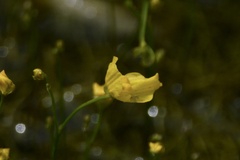 Utricularia gibba