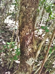 Phyllostylon brasiliense