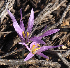Colchicum stevenii