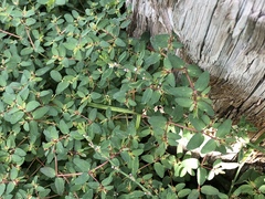 Euphorbia vermiculata