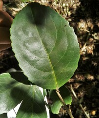 Phyllostylon brasiliense