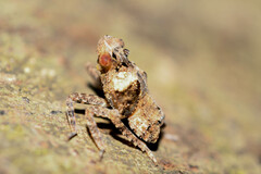 Fulgoridae