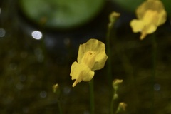 Utricularia gibba