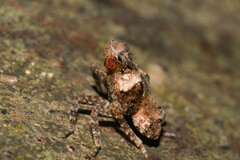 Fulgoridae