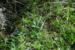Lupinus hispanicus