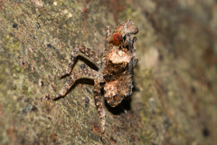 Fulgoridae