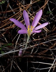 Colchicum stevenii