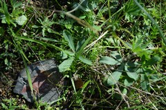 Lupinus hispanicus