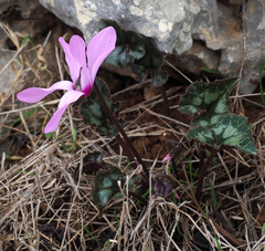 Cyclamen persicum