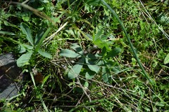Lupinus hispanicus
