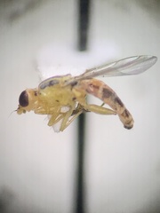 Meromyza