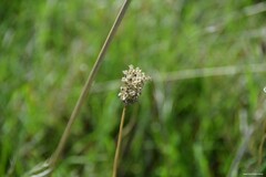Allium sphaerocephalon
