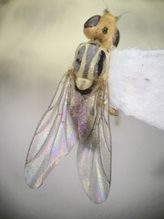 Meromyza