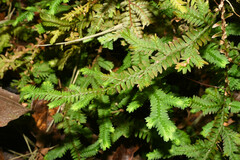 Selaginella