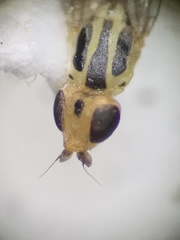 Meromyza