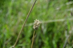 Allium sphaerocephalon