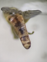Meromyza