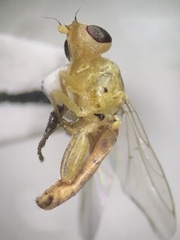Meromyza