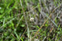 Allium sphaerocephalon