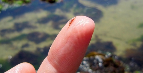 Ischyroceridae