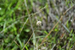 Allium sphaerocephalon