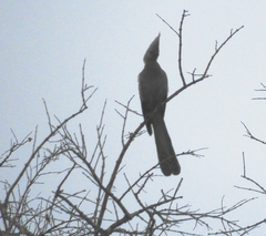 Corythaixoides concolor