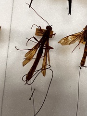 Megarhyssa macrurus icterosticta