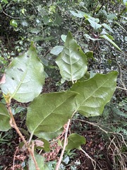 Scolopia mundii