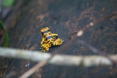 Dendrobates leucomelas