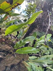 Elaphoglossum