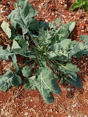 Brassica rapa rapa