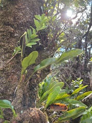 Elaphoglossum