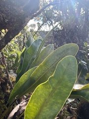 Elaphoglossum