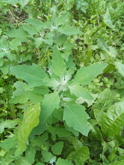Chenopodium album