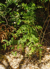 Dennstaedtiaceae