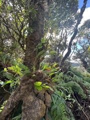 Elaphoglossum