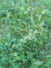 Elymus repens