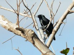 Ptiloxena atroviolacea