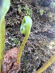 Elaphoglossum