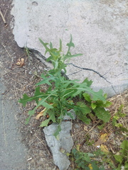 Lactuca serriola